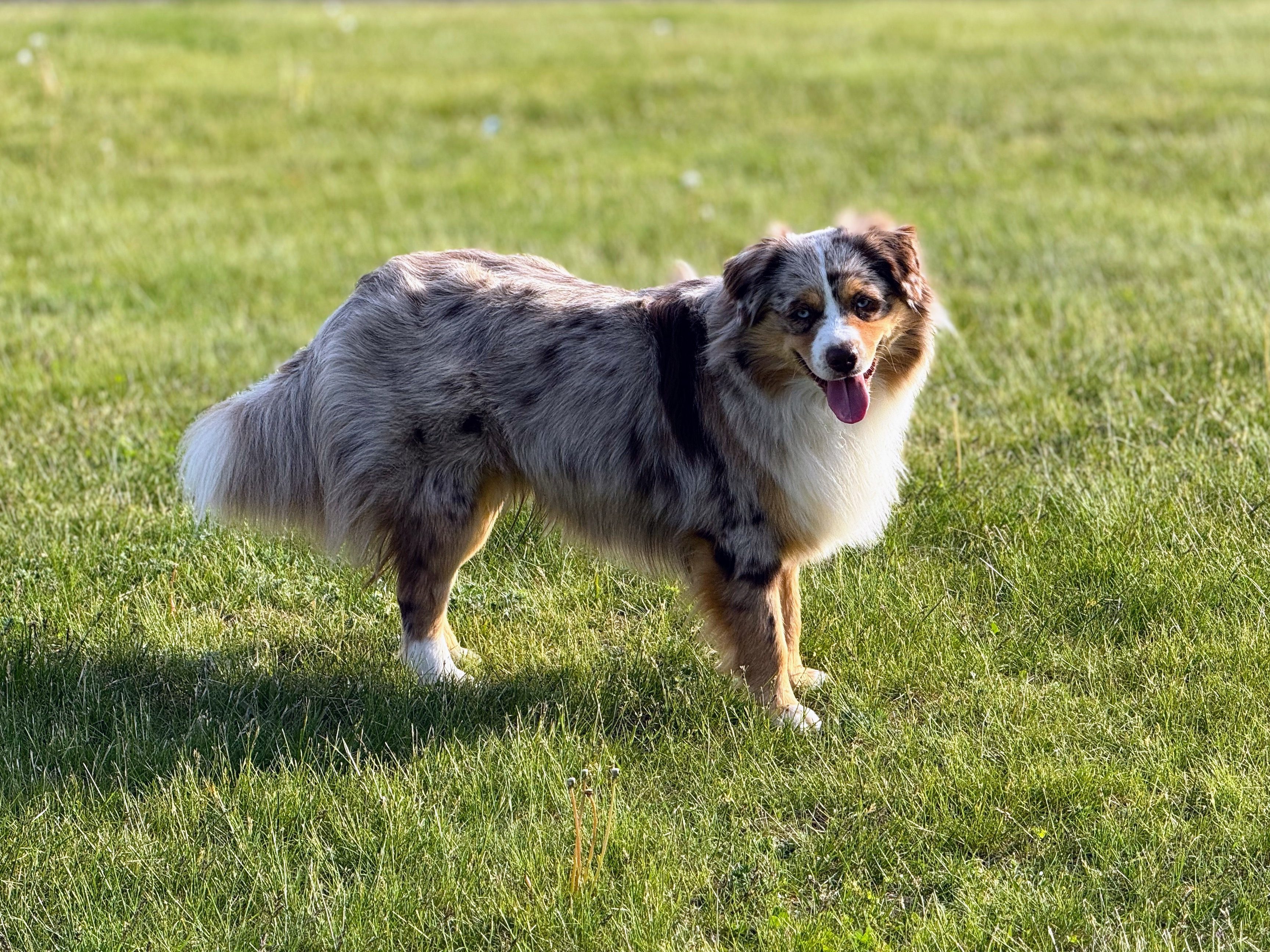 Mini American Shepherd