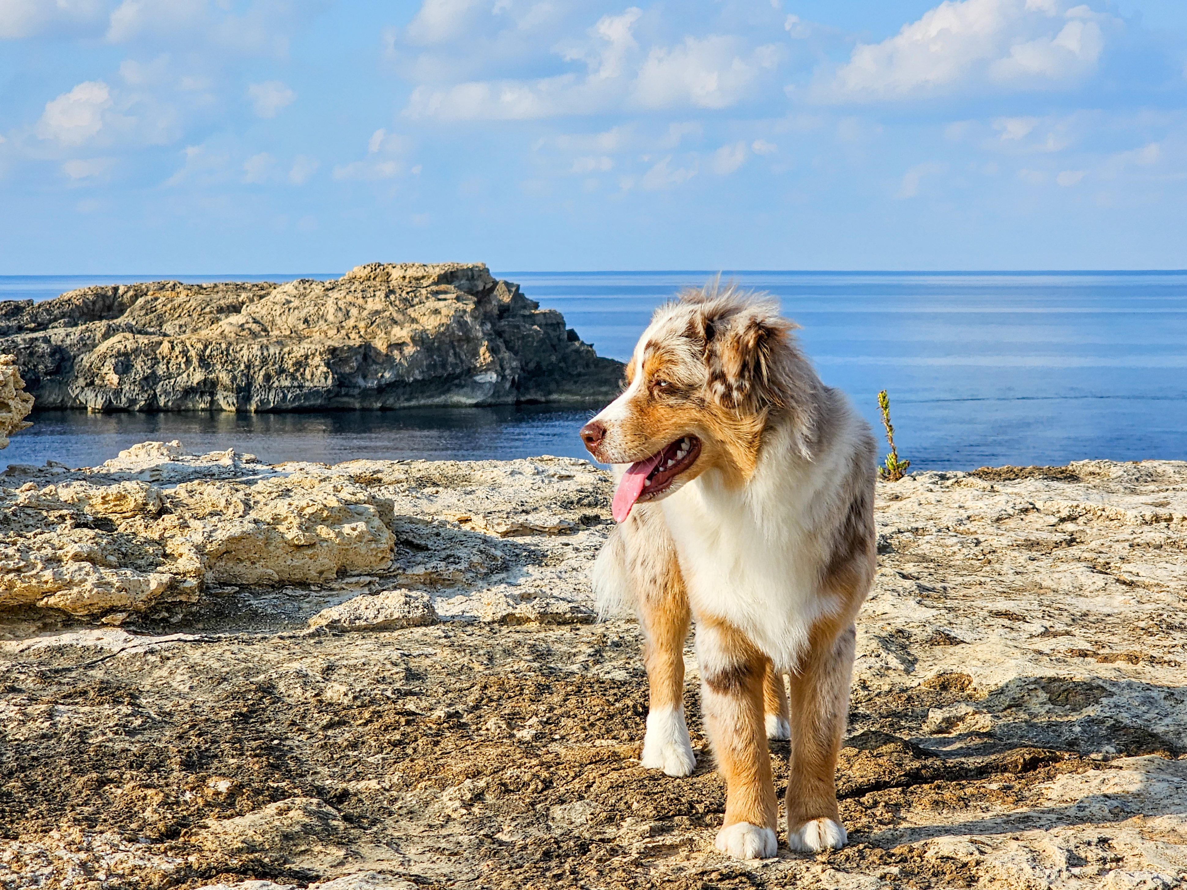 Mini American Shepherd coat