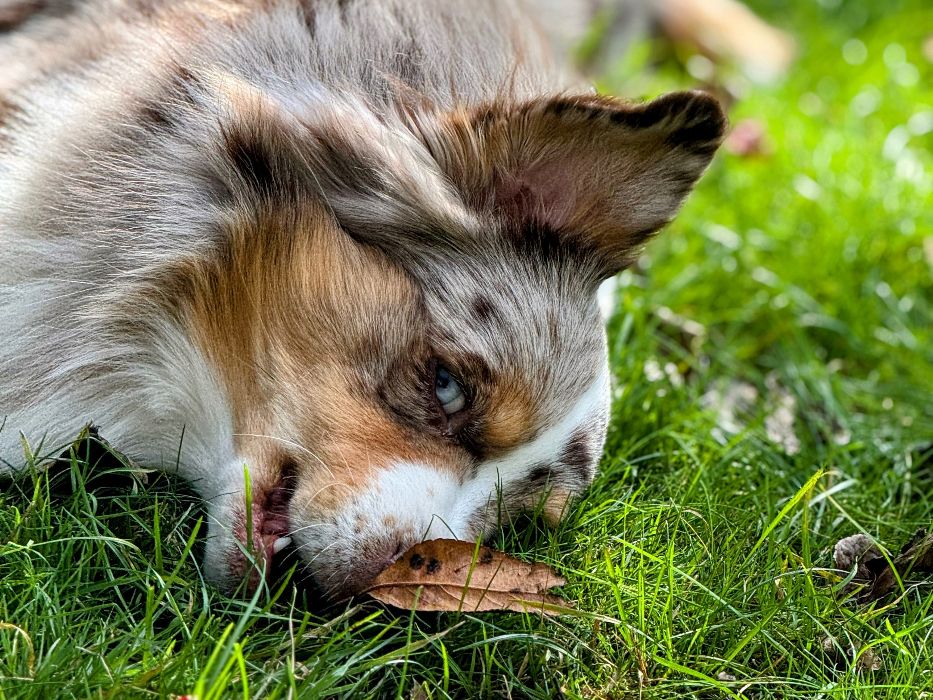 Mini American Shepherd health