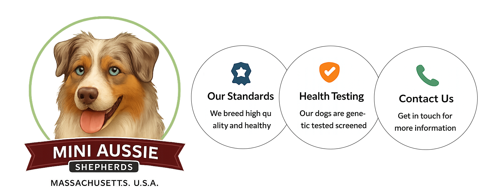 Mini Aussie Shepherds
