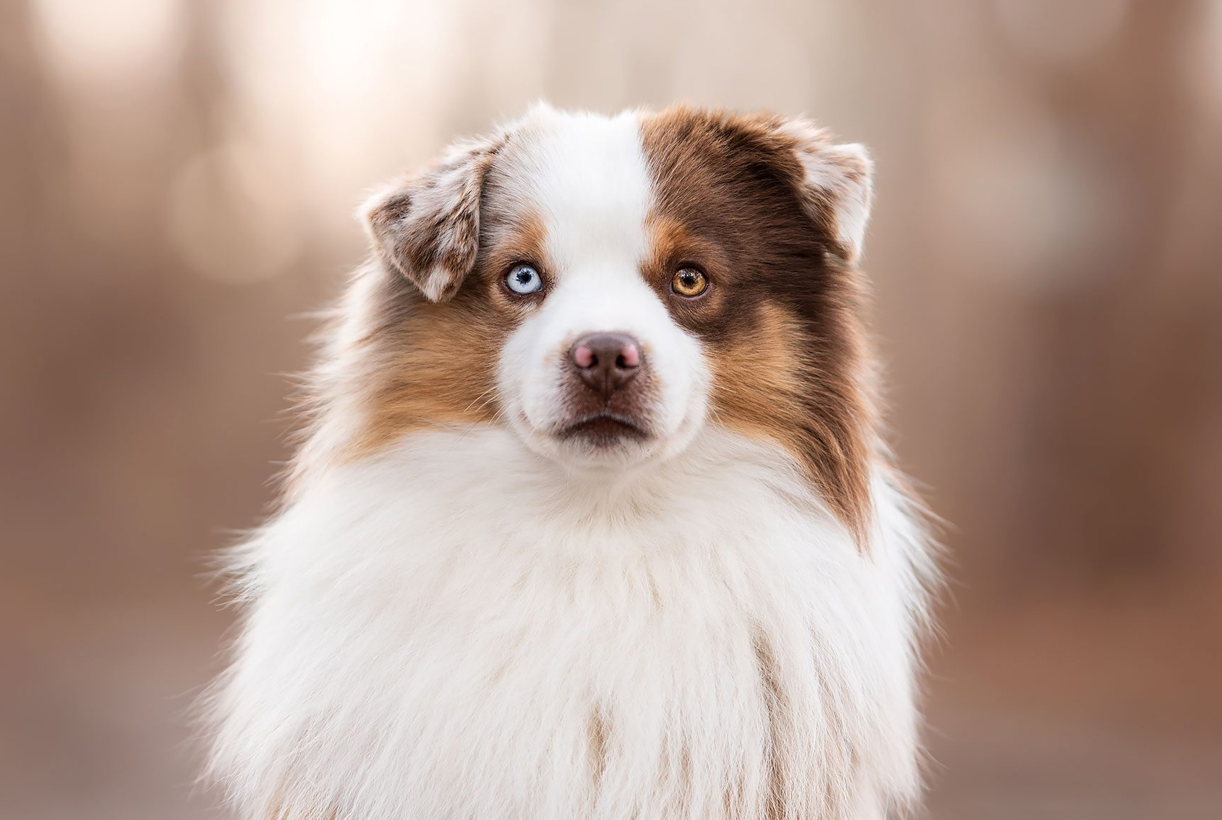 Mini American Shepherd