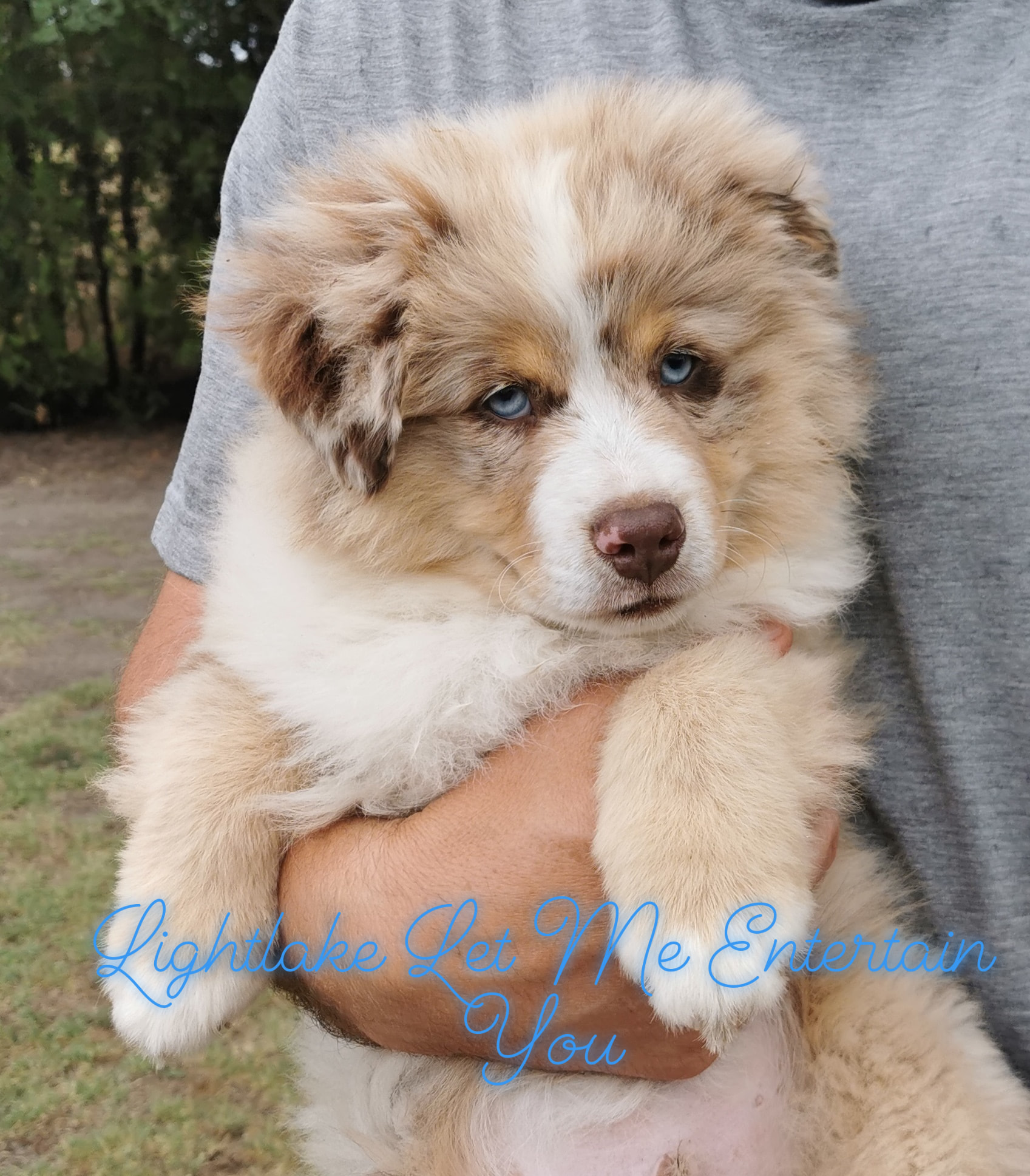 Mini American Shepherd puppy