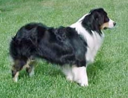 Patchworks Gabriel Blow Your Horn