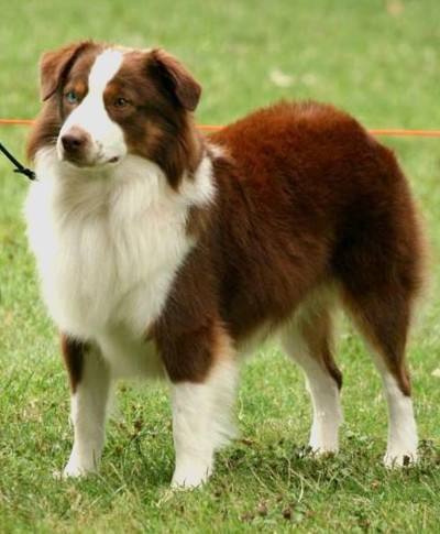 Southern Cross Check My Label